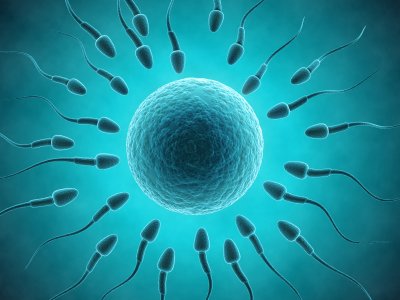 What is In Vitro Fertilization (IVF)?