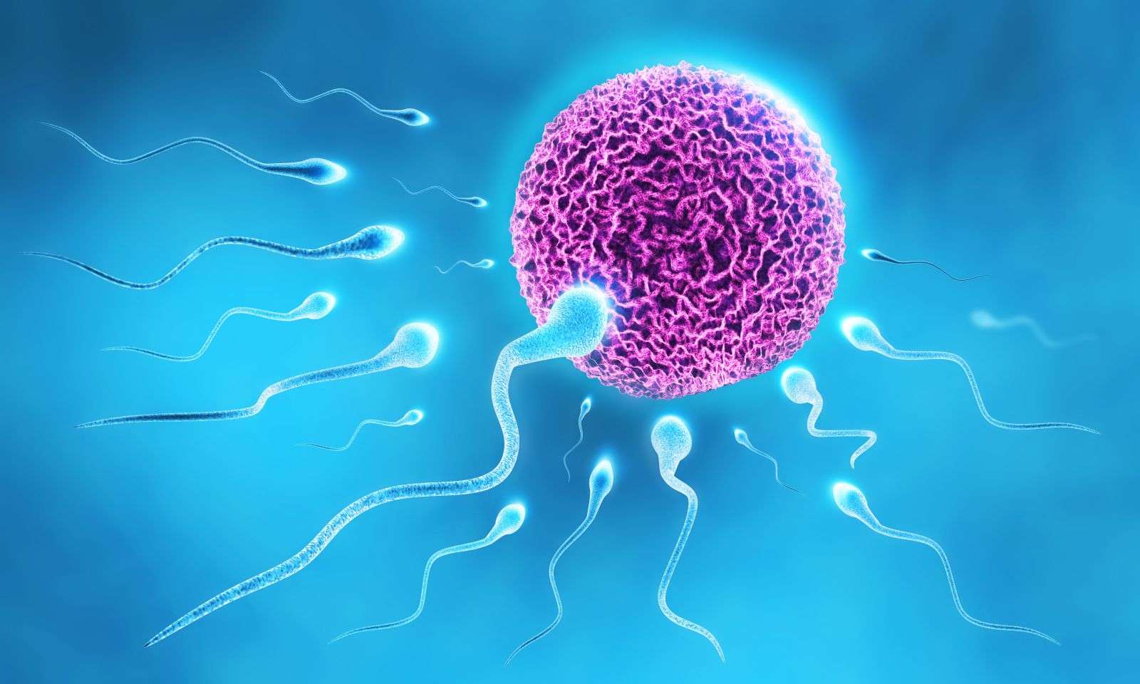 Качество На Сперматозоидите