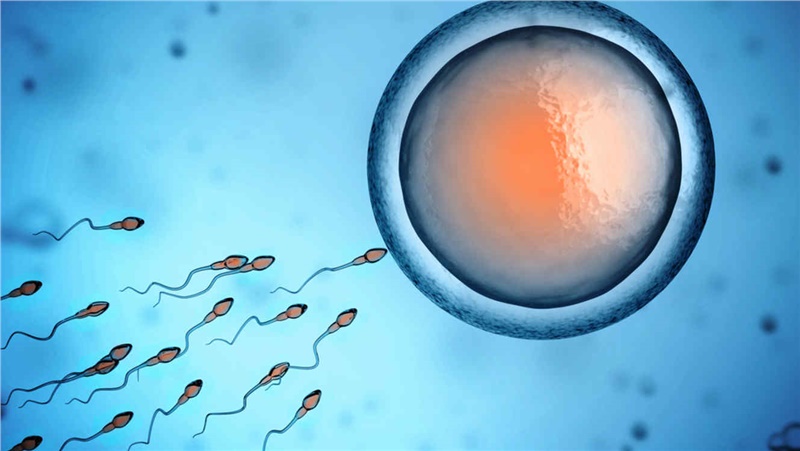 IVF (In Vitro Fertilization) and Its Stages